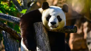 国宝大熊猫图片大全_5