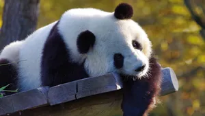 国宝大熊猫图片大全_9