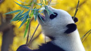 国宝大熊猫图片大全_11
