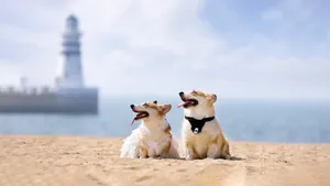 短腿柯基犬狗狗图片_2