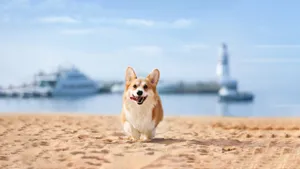短腿柯基犬狗狗图片_3