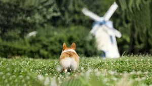 短腿柯基犬狗狗图片_4