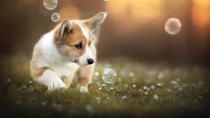 短腿柯基犬狗狗图片_5