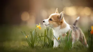 短腿柯基犬狗狗图片_6