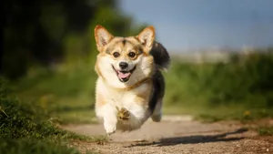 短腿柯基犬狗狗图片_7