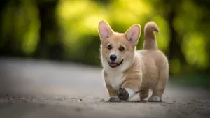 短腿柯基犬狗狗图片_8