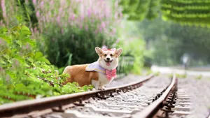 短腿柯基犬狗狗图片_9