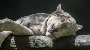 高清白虎图片_7