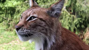 猞猁图片大全大图_7
