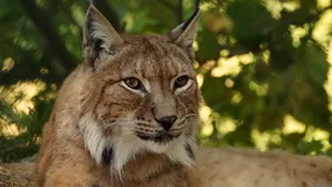 猞猁图片大全大图_9