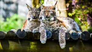 猞猁图片大全大图_13