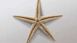 高清海星图片大全_3