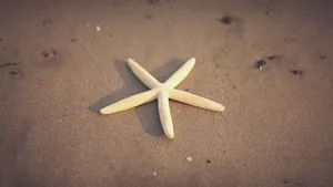 高清海星图片大全_12