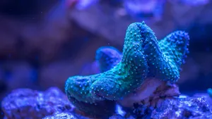 好看的海底珊瑚图片_4