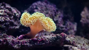 好看的海底珊瑚图片_6