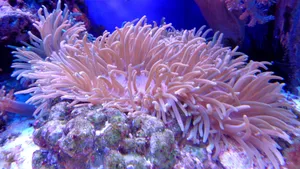 好看的海底珊瑚图片_7