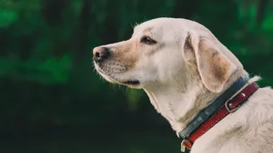 拉布拉多猎犬高清图片_2