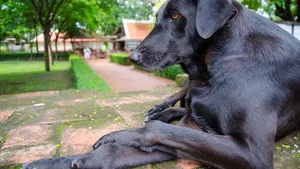 拉布拉多猎犬高清图片_4