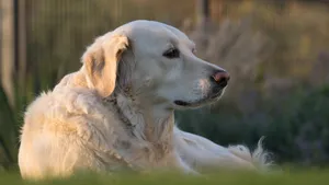 拉布拉多猎犬高清图片_5