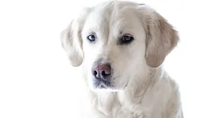 拉布拉多猎犬高清图片_6