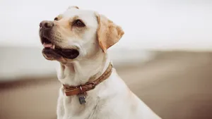 拉布拉多猎犬高清图片_7