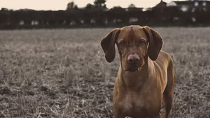 拉布拉多猎犬高清图片_9