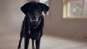 拉布拉多猎犬高清图片_11