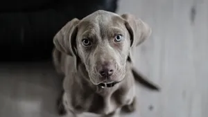 拉布拉多猎犬高清图片_12