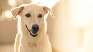 拉布拉多猎犬高清图片_16