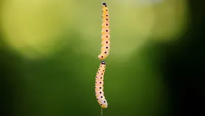 女生害怕的毛毛虫图片_7