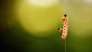 女生害怕的毛毛虫图片_8