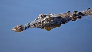 高清鳄鱼图片大全_2