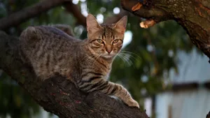 灰色的小猫图片_2
