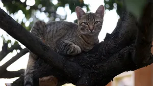 灰色的小猫图片_3