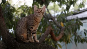 灰色的小猫图片_4