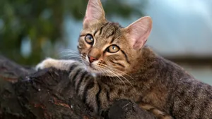 灰色的小猫图片_5