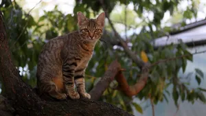 灰色的小猫图片_6