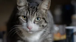 灰色的小猫图片_7