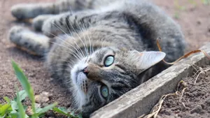 灰色的小猫图片_8