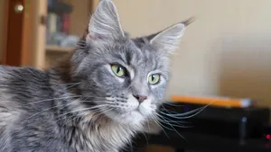 灰色的小猫图片_9