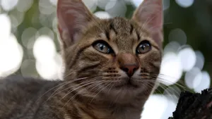 灰色的小猫图片_10