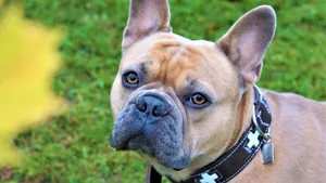 斗牛犬图片大全大图_4
