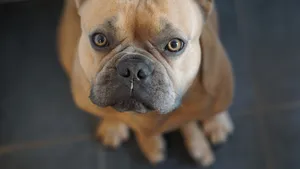 斗牛犬图片大全大图_5