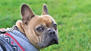 斗牛犬图片大全大图_7