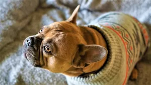 斗牛犬图片大全大图_8
