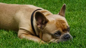 斗牛犬图片大全大图_10