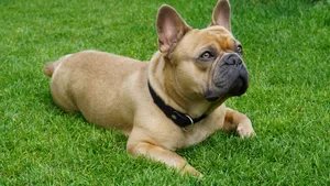 斗牛犬图片大全大图_12