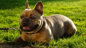 斗牛犬图片大全大图_13