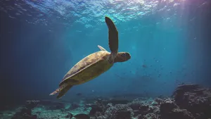 深海海龟图片大全_2