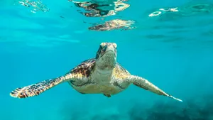 深海海龟图片大全_4